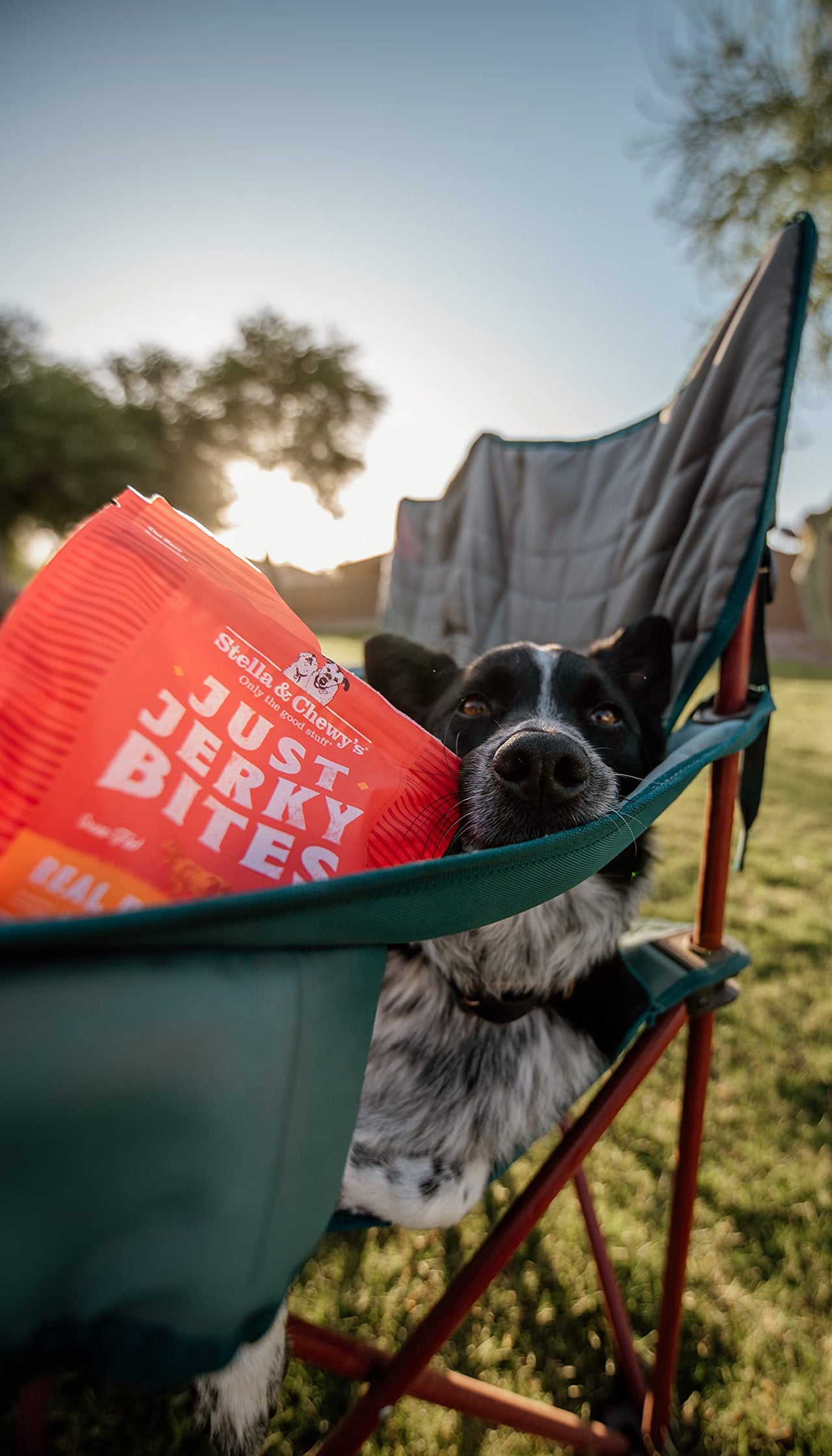 Stella & Chewy's  Just Jerky Bites Real Salmon Recipe Dog Treats, 6 oz. Bag 6 Ounce (Pack of 1)