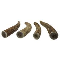 Elk Antler Chews for Dogs | Naturally Shed USA Collected Elk Antlers | All Natural A-Grade Premium Elk Antler Dog Chews | Product of USA, 4-Pack Medium Whole Medium (Pack of 4)