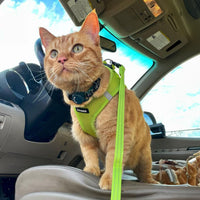 Voyager Step-in Air Cat Harness - All Weather Mesh Step in Vest Harness for Small and Medium Cats by Best Pet Supplies - Harness (Lime Green), XXXS (Chest: 9.5-10.5