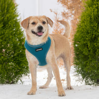 Aerolite No Pull Mesh Dog Harness with Lightweight, Soft, Breathable Chest Coverage, Reflective Stitching, and Adjustable Straps for Walking, Running, Training, Heavy Duty and Durable - Turquoise, M