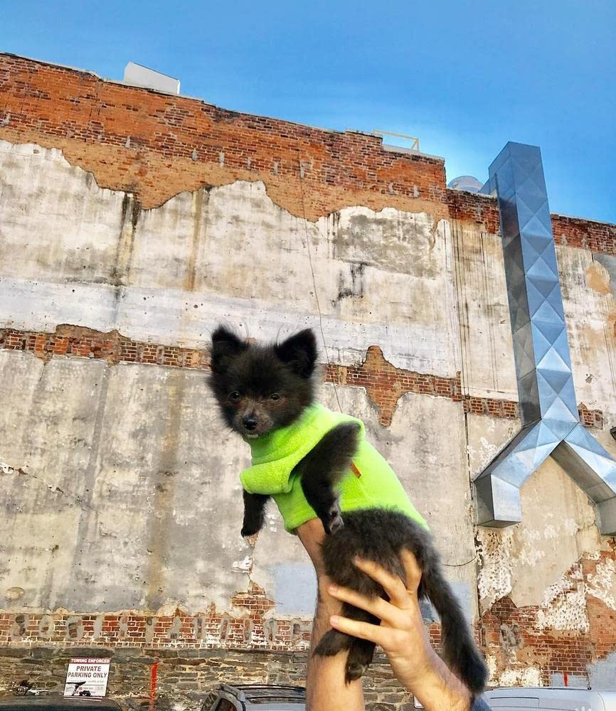 Gooby Fleece Vest Dog Sweater - Lime, X-Large - Warm Pullover Fleece Dog Jacket with O-Ring Leash - Winter Small Dog Sweater Coat - Cold Weather Dog Clothes for Small Dogs Boy or Girl X-Large (Around 23-lb)