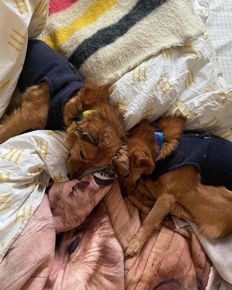 Gooby Fleece Vest Dog Sweater - Navy, Small - Warm Pullover Fleece Dog Jacket with O-Ring Leash - Winter Small Dog Sweater Coat - Cold Weather Dog Clothes for Small Dogs Boy or Girl Small (Around 6-lb)