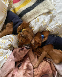 Gooby Fleece Vest Dog Sweater - Navy, Small - Warm Pullover Fleece Dog Jacket with O-Ring Leash - Winter Small Dog Sweater Coat - Cold Weather Dog Clothes for Small Dogs Boy or Girl Small (Around 6-lb)