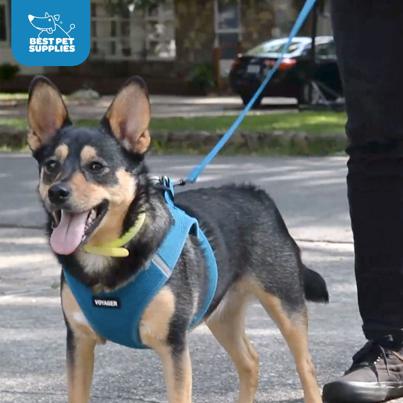 Voyager Step-in Air All Weather Mesh Harness and Reflective Dog 5 ft Leash Combo with Neoprene Handle, for Small, Medium and Large Breed Puppies by Best Pet Supplies - Turquoise, XL