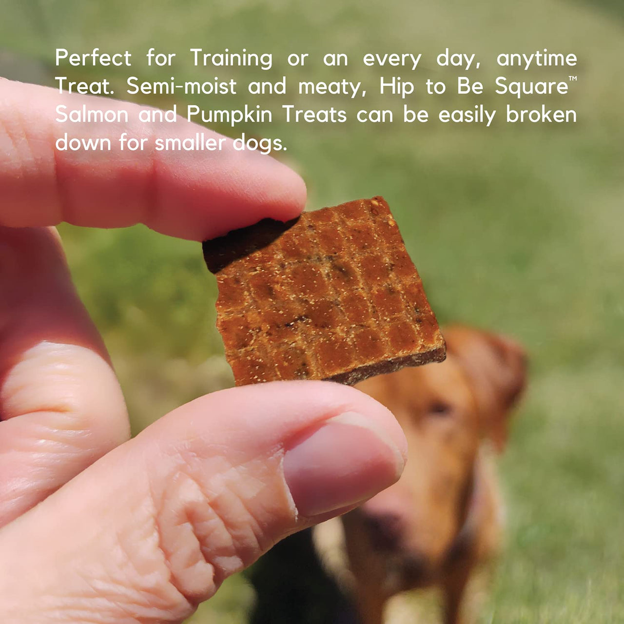 Lucy Pet Hip To Be Square Salmon And Pumpkin Dog Treats 6Oz 6 Ounce (Pack of 1)