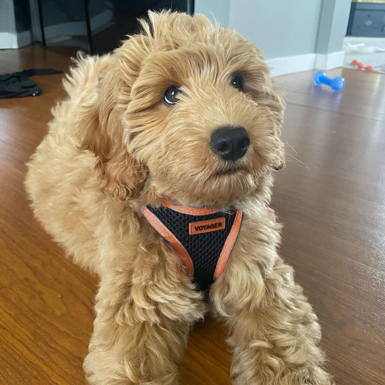 Voyager Step-in Air Dog Harness - All Weather Mesh Step in Vest Harness for Small and Medium Dogs by Best Pet Supplies - Orange Trim, XL Harness (Black/Orange Trim) XL (Chest: 20.5 - 23")