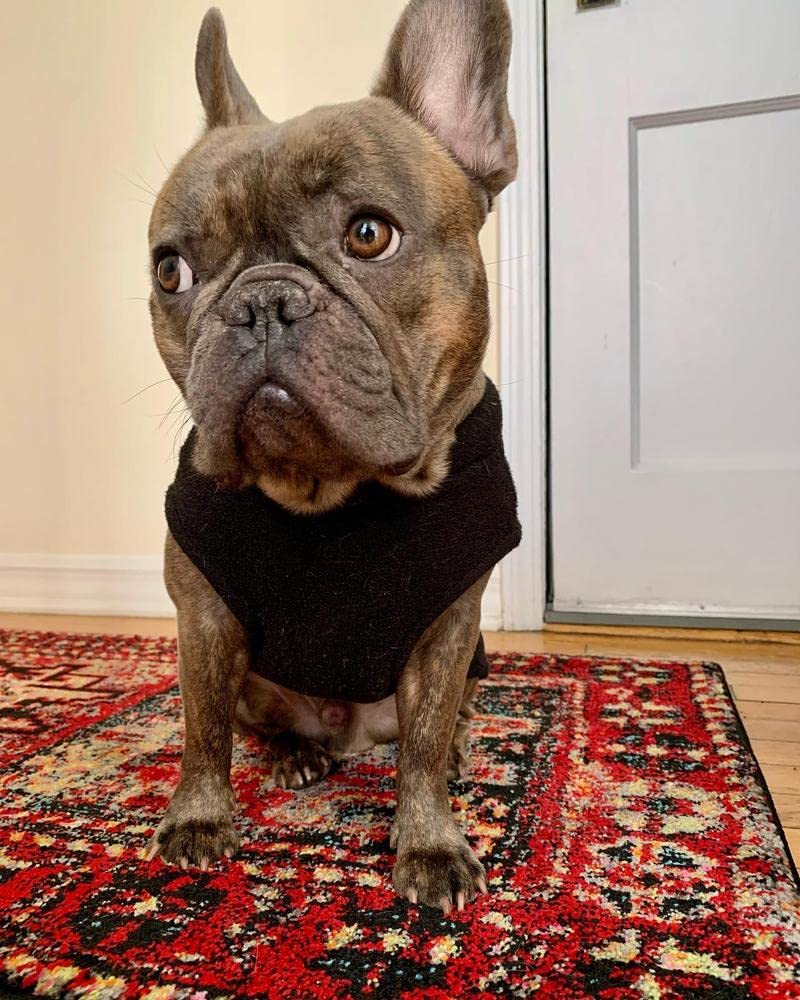 Gooby Stretch Fleece Vest Dog Sweater - Black, 2X-Large - Warm Pullover Fleece Dog Jacket - Winter Dog Clothes for Small Dogs Boy or Girl - Dog Sweaters for Small Dogs to Dog Sweaters for Large Dogs XX-Large Length (18.5")