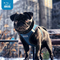Voyager Step-in Air Dog Harness - All Weather Mesh Step in Vest Harness for Small and Medium Dogs and Cats by Best Pet Supplies - Harness (Blue/Black Trim), XL (Chest: 20.5-23