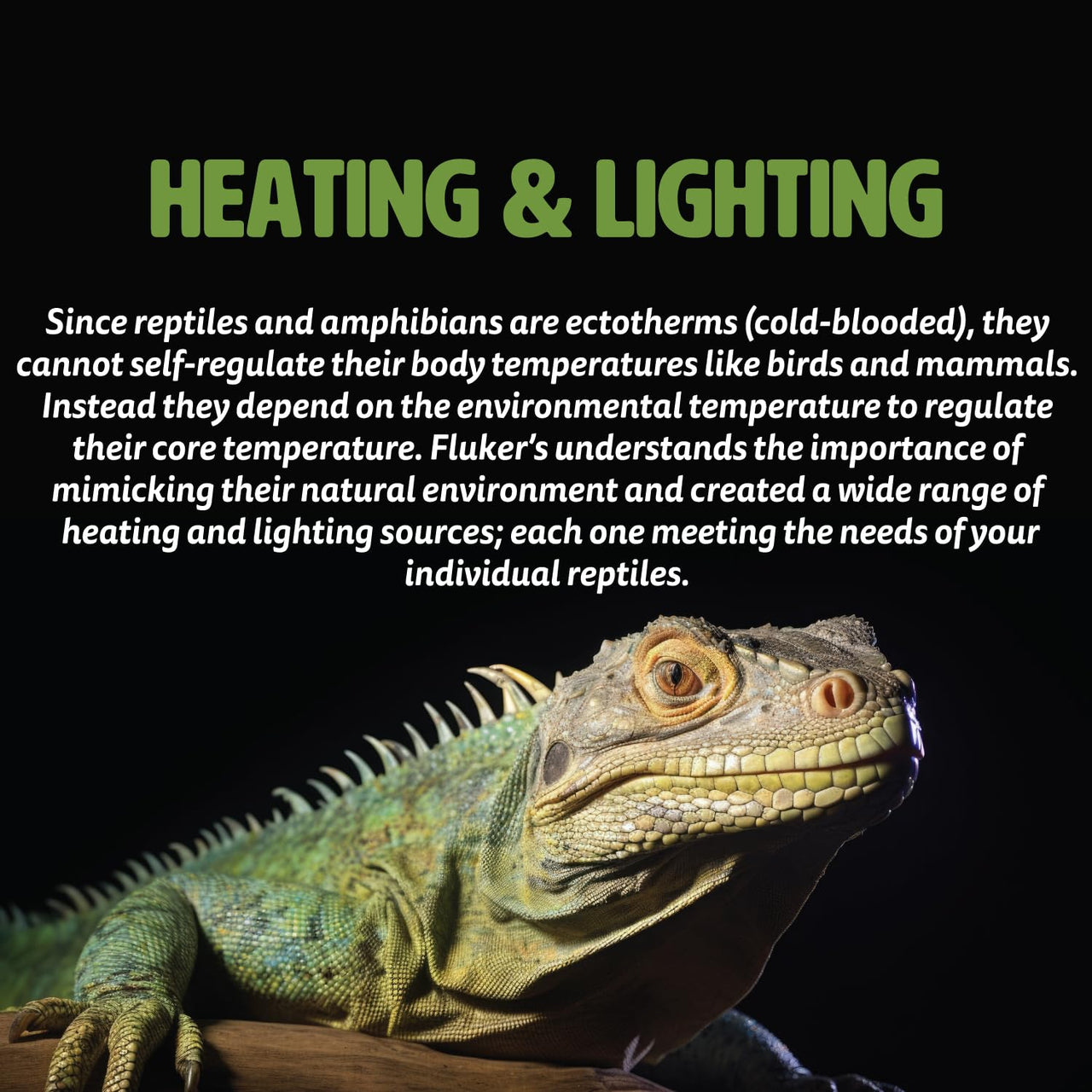 Fluker's  Repta-Clamp Lamp 8.5 inch - Heavy Duty Clamp Light, Pet Heat Lamp for Reptiles, Lizards - UL/CUL Approved, 150W Incandescent Bulbs/Ceramic Heat Emitters, with Dimmable Switch