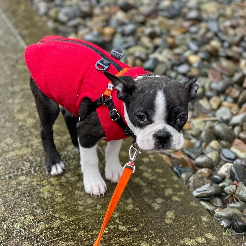 Gooby Zip Up Fleece Dog Sweater - Red, X-Large - Warm Pullover Fleece Step-in Dog Jacket with Dual D Ring Leash - Winter Small Dog Sweater - Dog Clothes for Small Dogs Boy and Medium Dogs X-Large chest (~22.5")