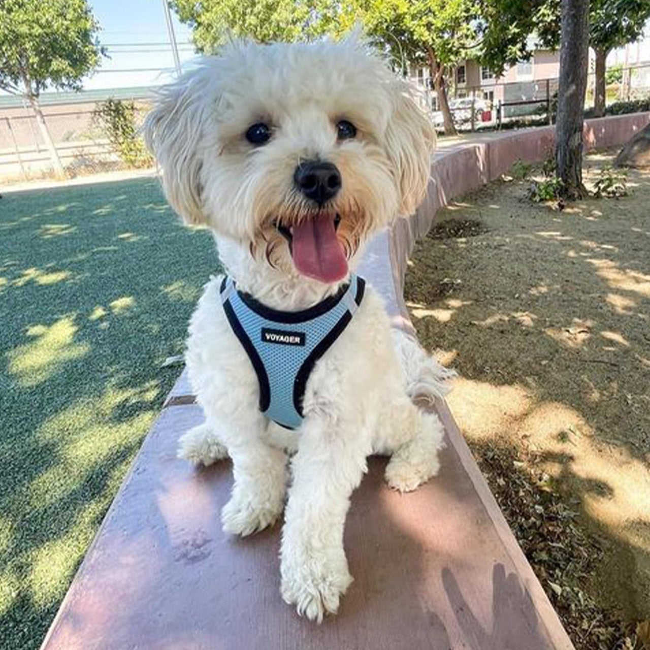Voyager Step-in Air Dog Harness - All Weather Mesh Step in Vest Harness for Small and Medium Dogs and Cats by Best Pet Supplies - Harness (Baby Blue/Black Trim), M (Chest: 16-18") Harness (Baby Blue/Black Trim) M (Chest: 16 - 18")