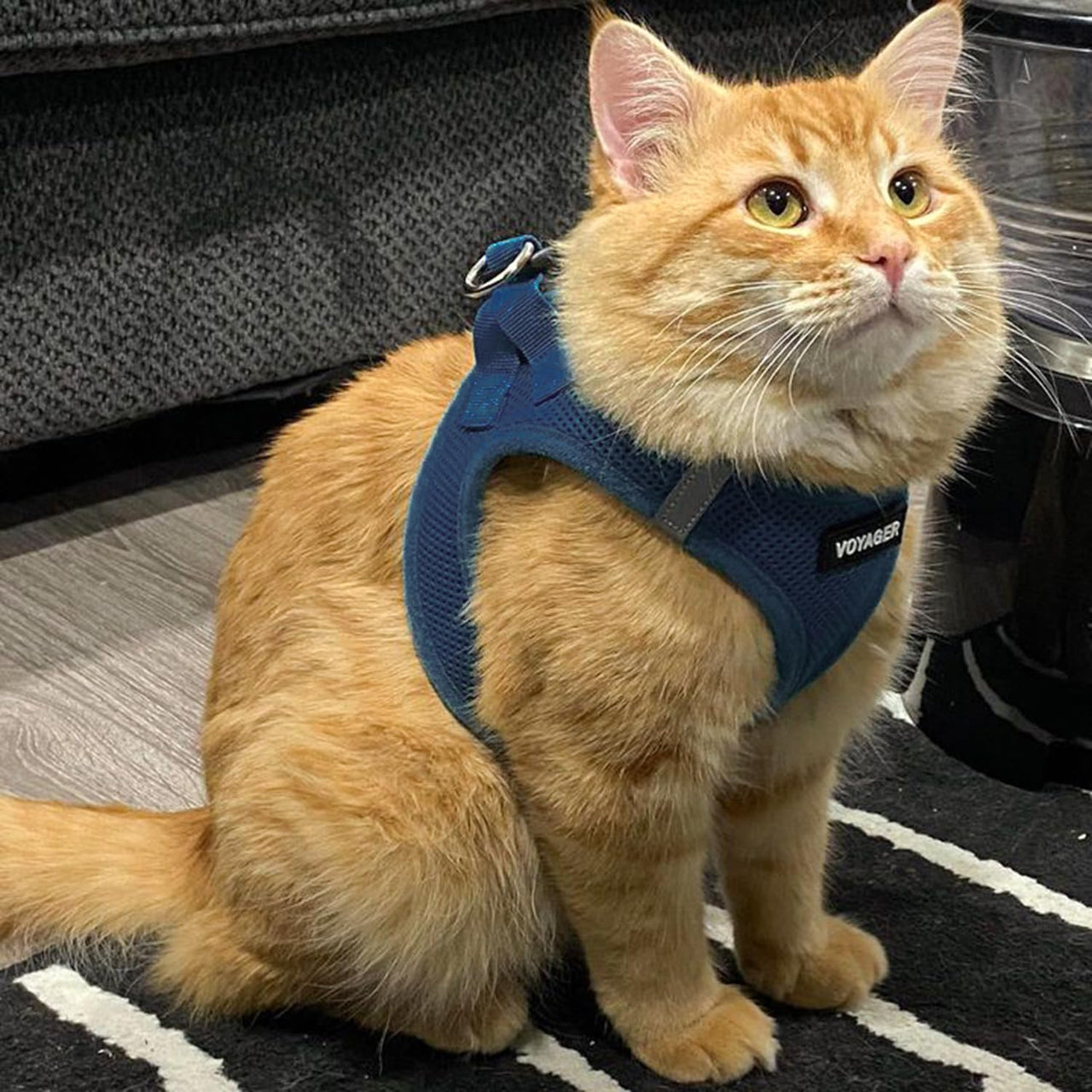 Voyager Step-in Air Dog Harness - All Weather Mesh Step in Vest Harness for Small and Medium Dogs and Cats by Best Pet Supplies - Harness (Blue), XX-Small Harness (Blue) XXS (Chest: 11.5 - 13" * Fit Cats)