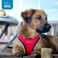 Voyager Step-in Air Dog Harness - All Weather Mesh Step in Vest Harness for Small and Medium Dogs and Cats by Best Pet Supplies - Harness (Red/Black Trim), XL (Chest: 20.5-23