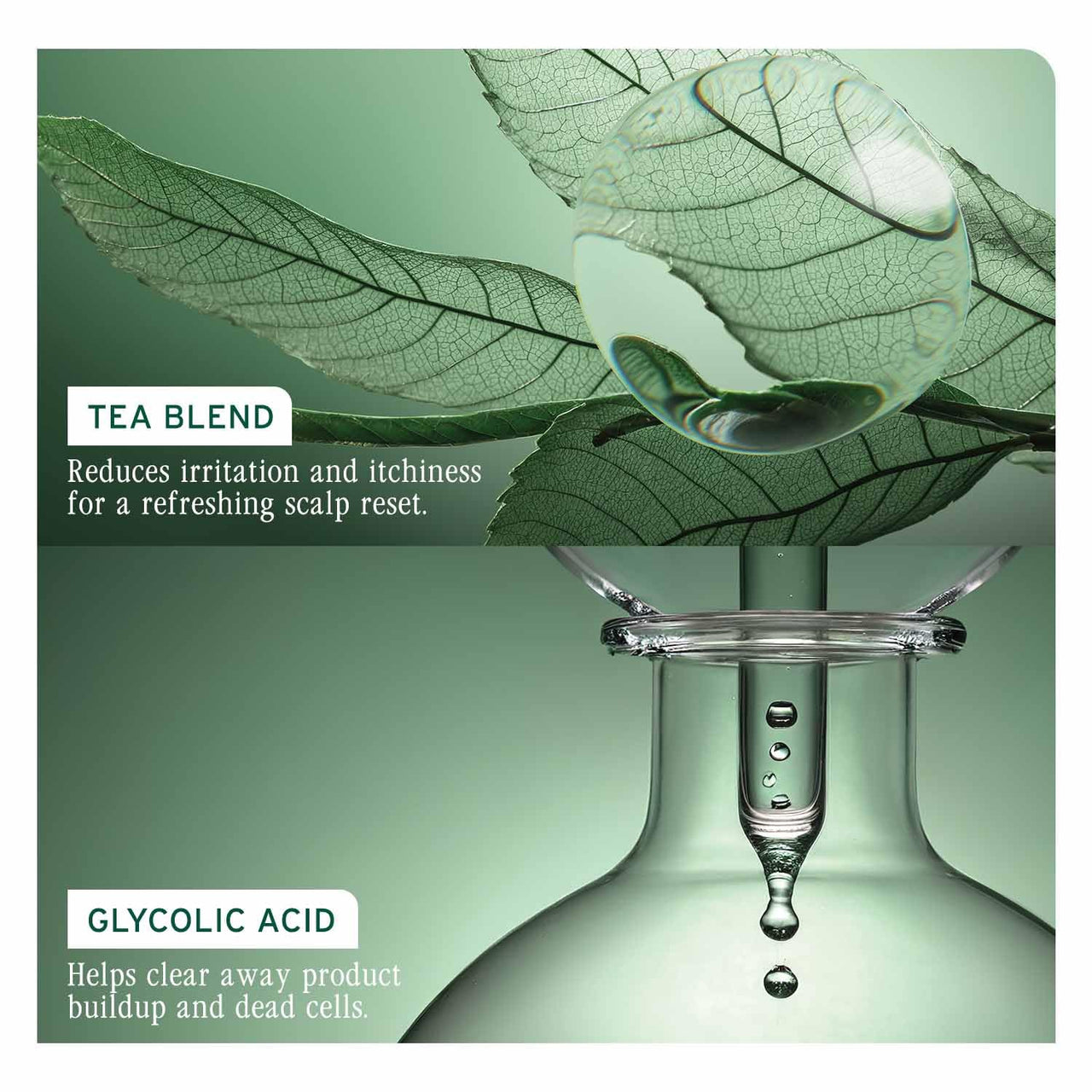 Biolage ScalpSync Concentrate –Scalp Exfoliating & Purifying Treatment, Clarifies Build-Up & Balances Scalp for upto 72hrs-With Fermented Tea Blend & Glycolic Acid, 200ml