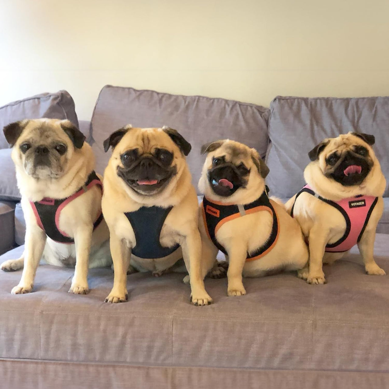 Voyager Step-in Air Dog Harness - All Weather Mesh Step in Vest Harness for Small and Medium Dogs and Cats by Best Pet Supplies - Harness (Blue/Black Trim), XL (Chest: 20.5-23") Harness (Blue/Black Trim) XL (Chest: 20.5 - 23")