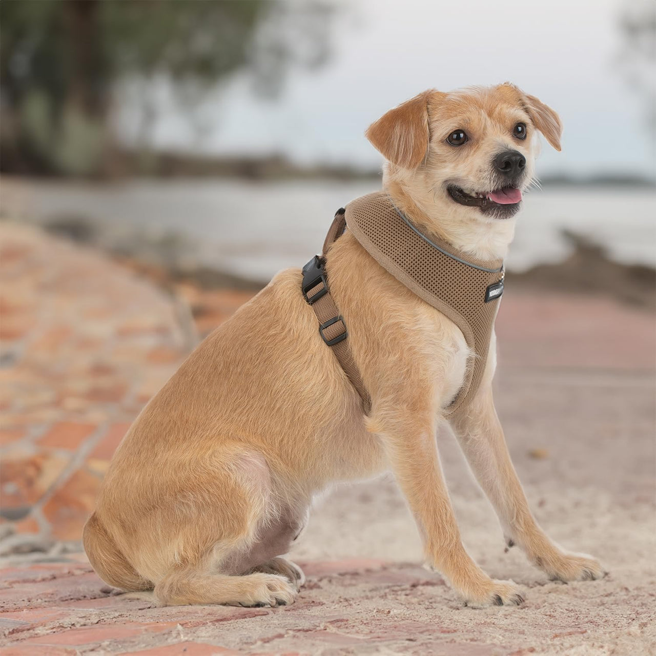 Aerolite No Pull Mesh Dog Harness with Lightweight, Soft, Breathable Chest Coverage, Reflective Stitching, and Adjustable Straps for Walking, Running, Training, Heavy Duty and Durable - Beige, L 220 Style (Beige) L (Chest: 20 - 25")