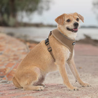 Aerolite No Pull Mesh Dog Harness with Lightweight, Soft, Breathable Chest Coverage, Reflective Stitching, and Adjustable Straps for Walking, Running, Training, Heavy Duty and Durable - Beige, L 220 Style (Beige) L (Chest: 20 - 25