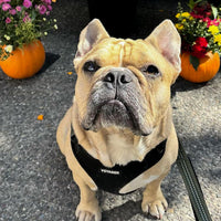 Voyager Step-in Lock Pet Harness - All Weather Mesh, Adjustable Step in Harness for Cats and Dogs by Best Pet Supplies - Black, XL Harness (Black) XL (Chest: 23 - 28