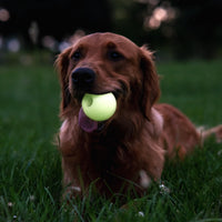 Harry Barker Rubber Balls and Rubber Chew Stick, Rubber Bone for Dogs - 2.5