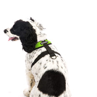 Gooby Comfort X Head In Harness - Green, Large - No Pull Small Dog Harness, Patented Choke-Free X Frame - Perfect on the Go Dog Harness for Medium Dogs No Pull or Small Dogs for Indoor and Outdoor Use Large Chest (17-22.5