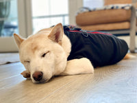 Gooby Zip Up Fleece Dog Sweater - Black, Medium - Warm Pullover Fleece Step-in Dog Jacket with Dual D Ring Leash - Winter Small Dog Sweater - Dog Clothes for Small Dogs Boy and Medium Dogs Medium chest (~17.5