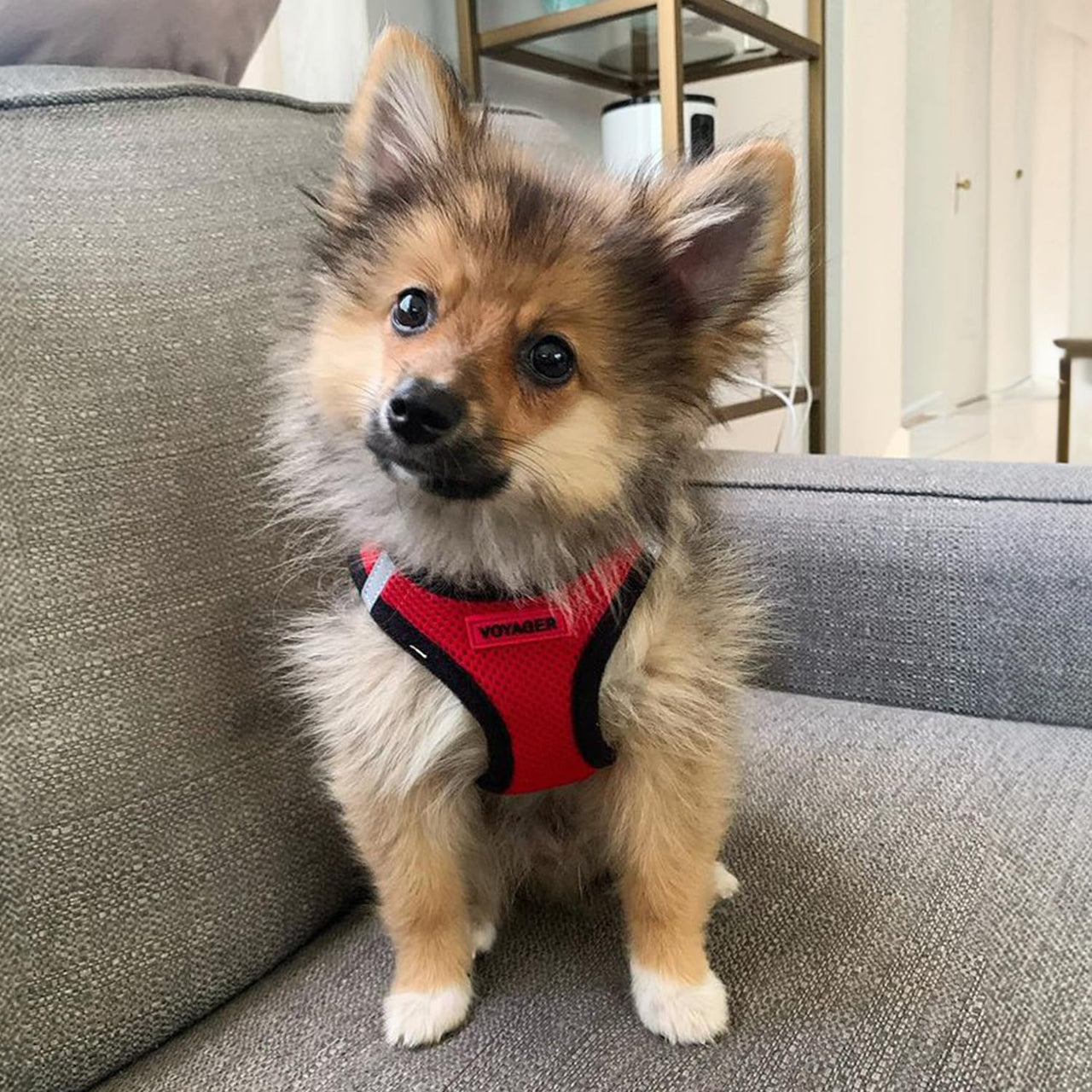 Voyager Step-In Air Dog Harness - All Weather Mesh Step in Vest Harness for Small and Medium Dogs by Best Pet Supplies - Red Base, L Harness (Red/Black Trim) L (Chest: 18 - 20.5")