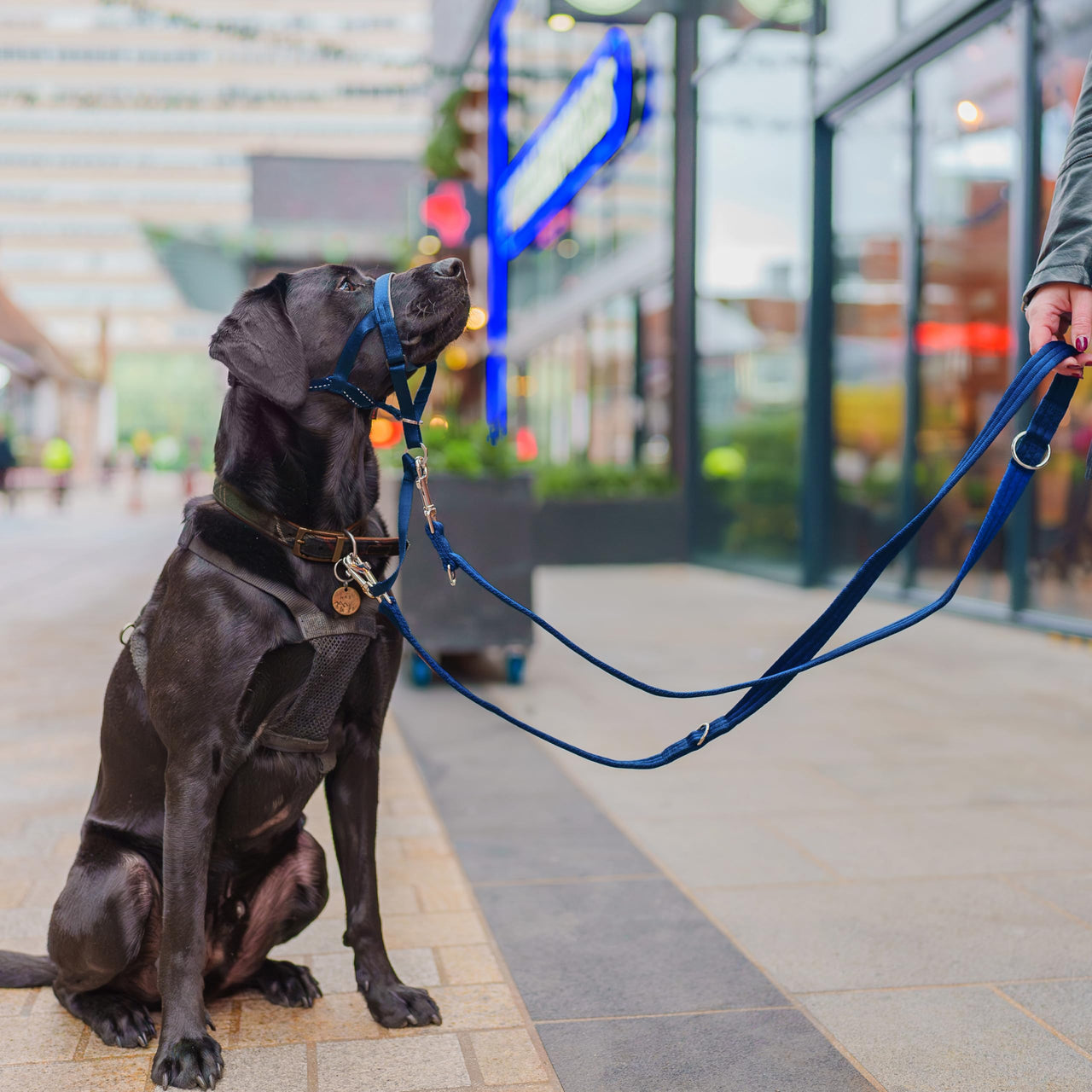 HALTI Training Leash - Multifunctional Double-Ended Dog Leash, Ideal for Anti-Pulling Dog Training. Lightweight & Durable. Suitable for Small to Medium Dogs & Puppies (Size Small, Cobalt Blue, 2m)