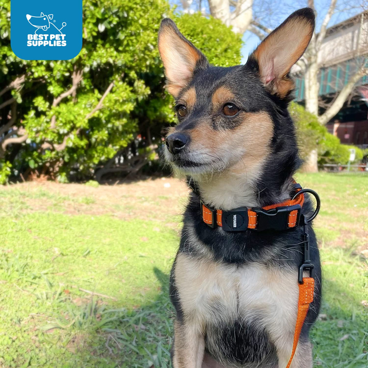 Voyager Reflective Dog Leash Collar Set with Neoprene Handle Supports Small, Medium, and Large Breed Puppies, Cute and Heavy Duty for Walking, Running, and Training - Baby Blue, M Leash Collar Set (Baby Blue) Leash Collar Set (3/4")