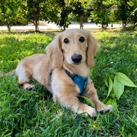 Voyager Step-in Lock Pet Harness - All Weather Mesh, Adjustable Step in Harness for Cats and Dogs by Best Pet Supplies - Turquoise, XS Harness (Turquoise) XS (Chest: 13 - 16