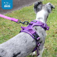 Voyager Dog Harness Dual Leash Attachment No-Pull Control Adjustable Soft but Strong Pet Harness for Medium and Large Dogs with 3M Reflective Technology - Harness Leash Set (Purple Lattice), M M (Chest: 20 - 25