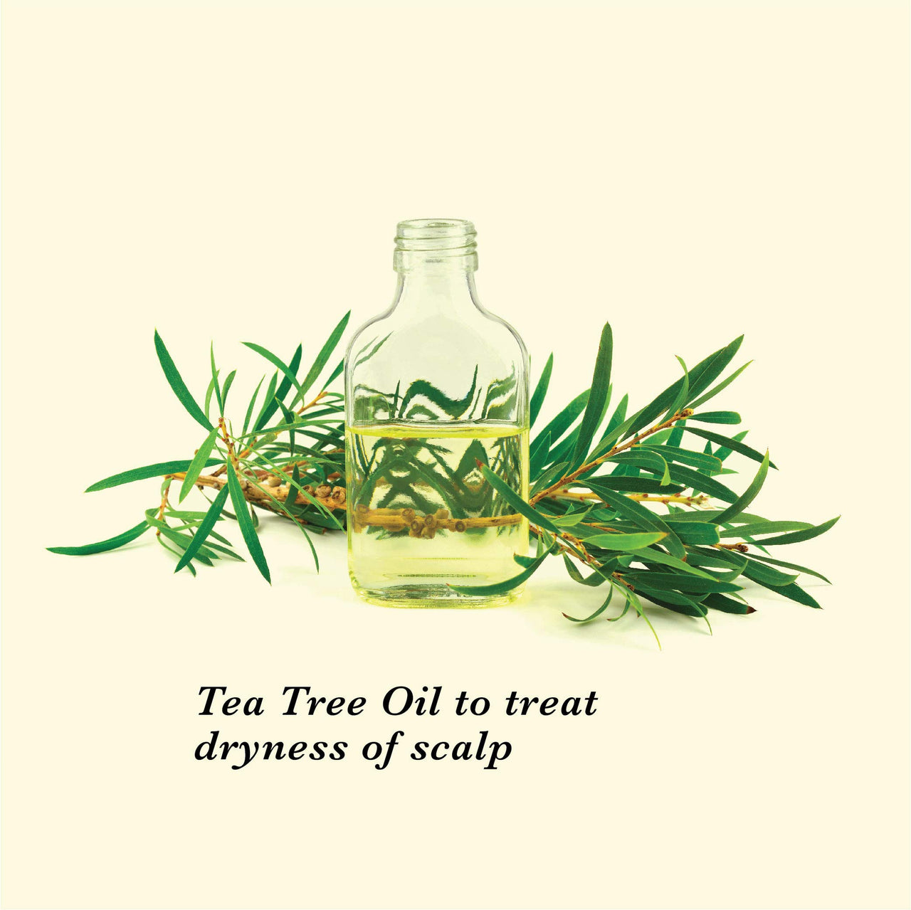 TRue FRoG Anti Dandruff Shampoo for Dry and Frizzy Hair with Black pepper Fruit, Inga Bark Extract and Tea Tree Oil - 250 ml