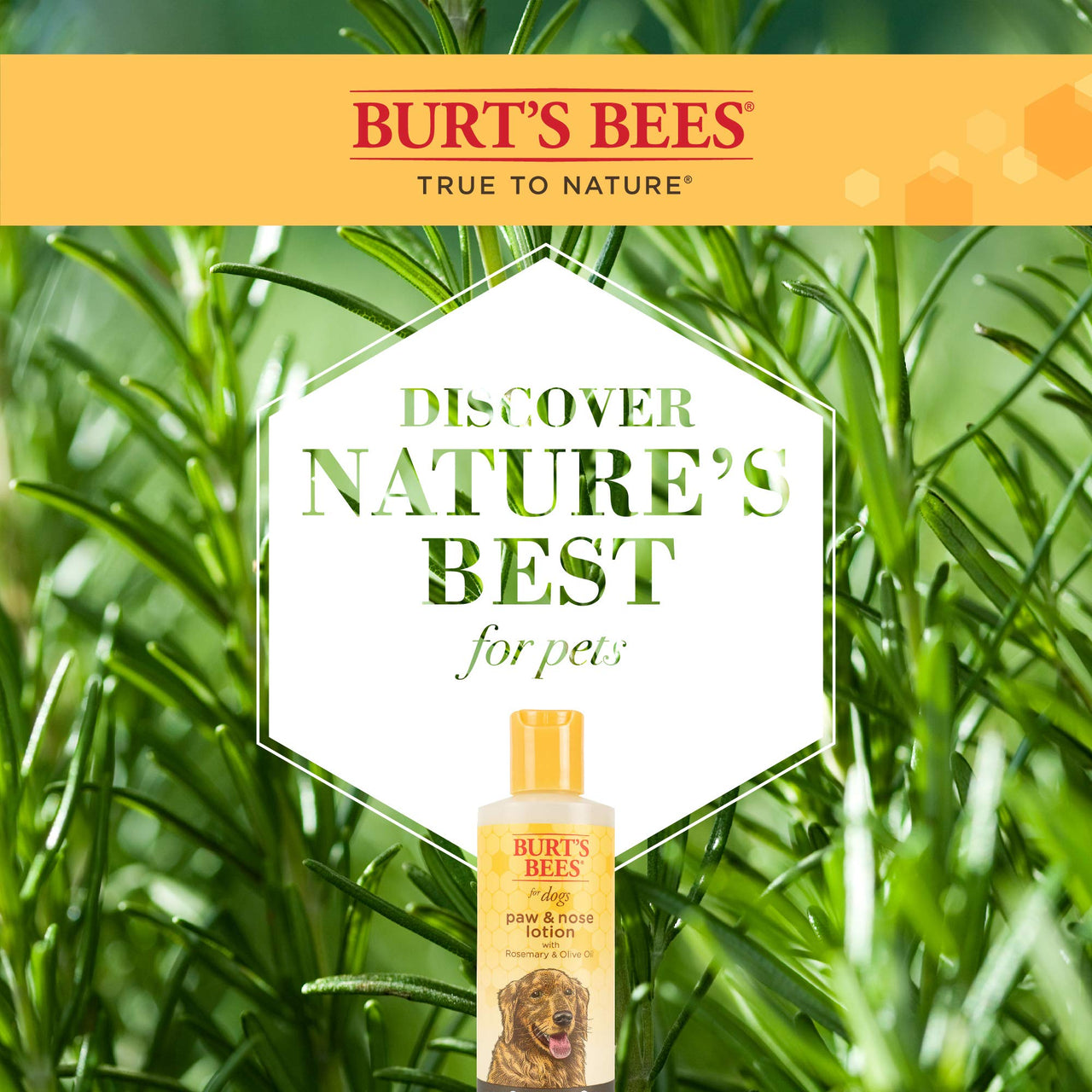 Burt's  Bees for Pets Natural Paw & Nose Lotion with Rosemary & Olive Oil | Soothing Lotion for All Dogs | Cruelty Free, Sulfate & Paraben Free, pH Balanced for Dogs - Made in USA, 4oz- 2 Pack
