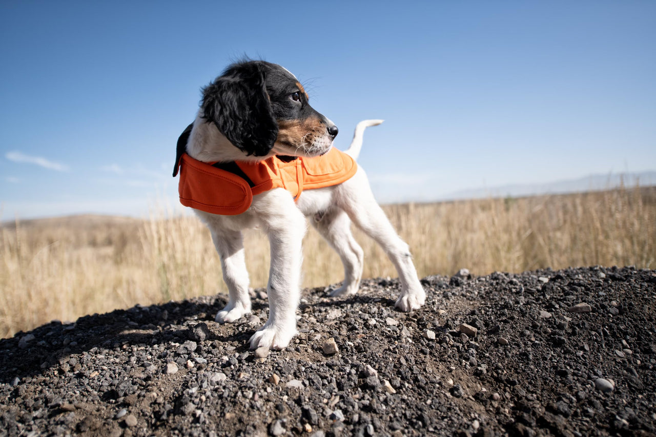 Carhartt Firm Duck Insulated Dog Chore Coat Hunter Orange/Brass LG Large