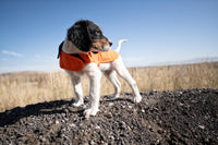 Carhartt Firm Duck Insulated Dog Chore Coat Hunter Orange/Brass LG Large