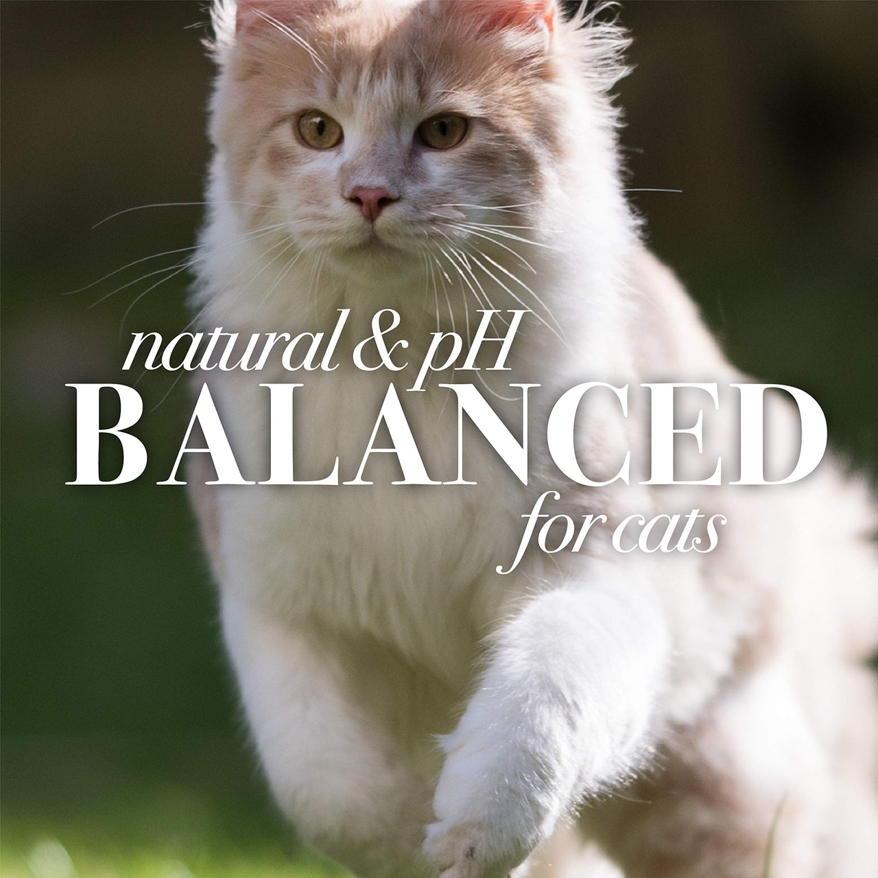 Burt's  Bees for Pets Kitten Natural Tearless Shampoo with Buttermilk | Cat Shampoo for All Cats & Kittens | Cruelty Free, Sulfate & Paraben Free, pH Balanced for Dogs - Made in USA, 10 oz - 2 Pack