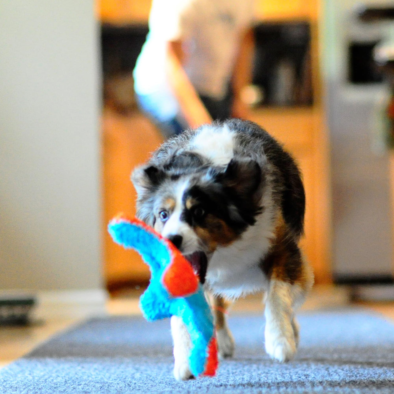 Chuckit Indoor Fetch Squirrel Dog Toy (9 Inch), Orange and Blue Orange & Blue Fumbler