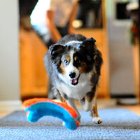 Chuckit Indoor Fetch Squirrel Dog Toy (9 Inch), Orange and Blue Orange & Blue Fumbler