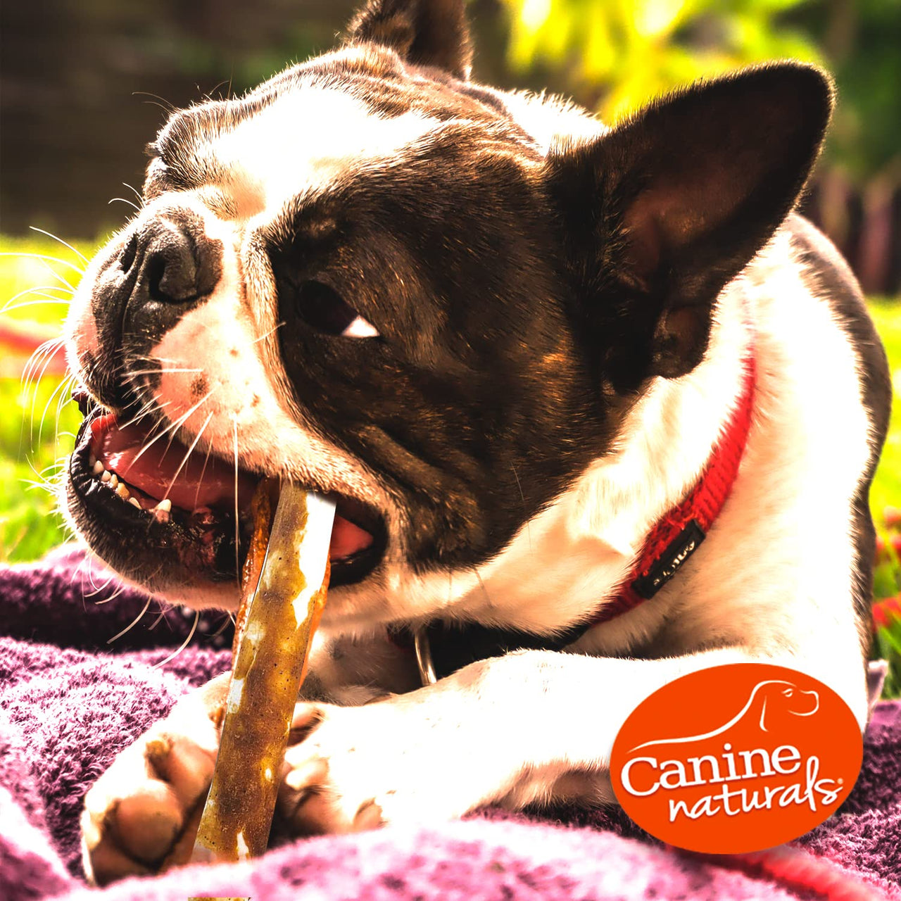 Canine Naturals Peanut Butter Chew - Rawhide Free and Dog Treats - Made from Real Peanut Butter - All-Natural and Easily Digestible - 40 Pack of 5 Inch Stick Chews 0.3525 Ounce (Pack of 40)