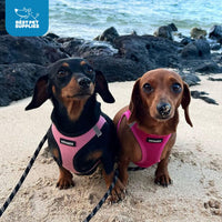 Voyager Step-in Air Dog Harness - All Weather Mesh Step in Vest Harness for Small and Medium Dogs and Cats by Best Pet Supplies - Harness (Pink/Black Trim), S (Chest: 14.5-16