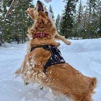 Dog Harness Dual Leash Attachment No-Pull Control Adjustable Soft but Strong Pet Harness for Medium and Large Dogs with 3M Reflective Technology - Black, XS (Chest: 13 - 16