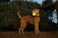Harry Barker Rubber Balls and Rubber Chew Stick, Rubber Bone for Dogs - 2.5