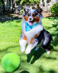 Jolly Pets Large Soccer Ball Floating-Bouncing Dog Toy, 8 inch Diameter, Apple Green Large/X-Large: 8 Inch Diameter