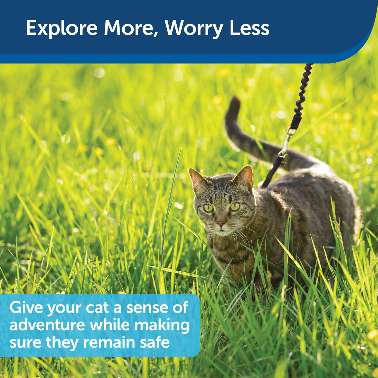 PetSafe Come With Me Kitty Harness and Bungee Leash, Harness for Cats, Large, Black/Silver
