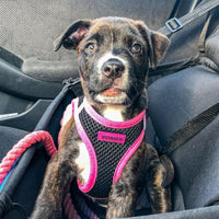 Voyager Step-in Air Dog Harness - All Weather Mesh Step in Vest Harness for Small and Medium Dogs by Best Pet Supplies - Pink Trim, M Harness (Black/Pink Trim) M (Chest: 16 - 18
