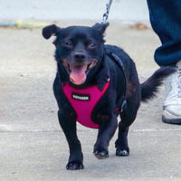 Voyager Step-in Lock Pet Harness - All Weather Mesh, Adjustable Step in Harness for Cats and Dogs by Best Pet Supplies - Fuchsia/Black Trim, XL