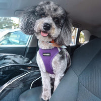 Voyager Step-in Air Dog Harness - All Weather Mesh Step in Vest Harness for Small and Medium Dogs and Cats by Best Pet Supplies - Harness (Purple), M (Chest: 16-18
