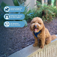 Air Frontier Mesh Dog Harness with Steel Leash D-Ring, Reflective Stitching, and Lightweight Breathable No-Pull Design, Adjustable Neck and Chest Straps for Small to Large Breeds - BUW, S