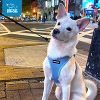 Voyager Step-in Air Dog Harness - All Weather Mesh Step in Vest Harness for Small and Medium Dogs and Cats by Best Pet Supplies - Harness (Baby Blue), L (Chest: 18-20.5