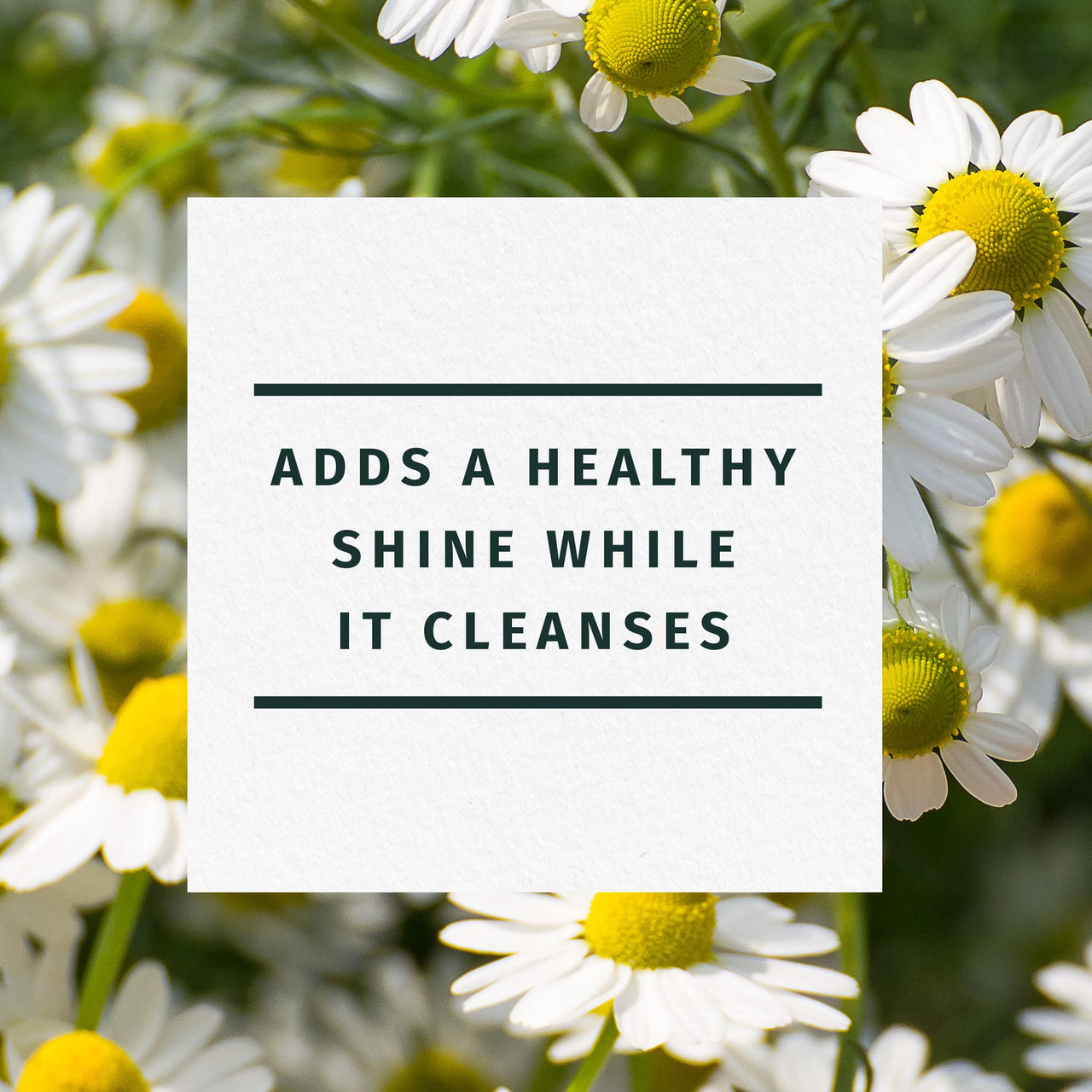 Herbal Essences Shine Shampoo, Chamomile 865ml