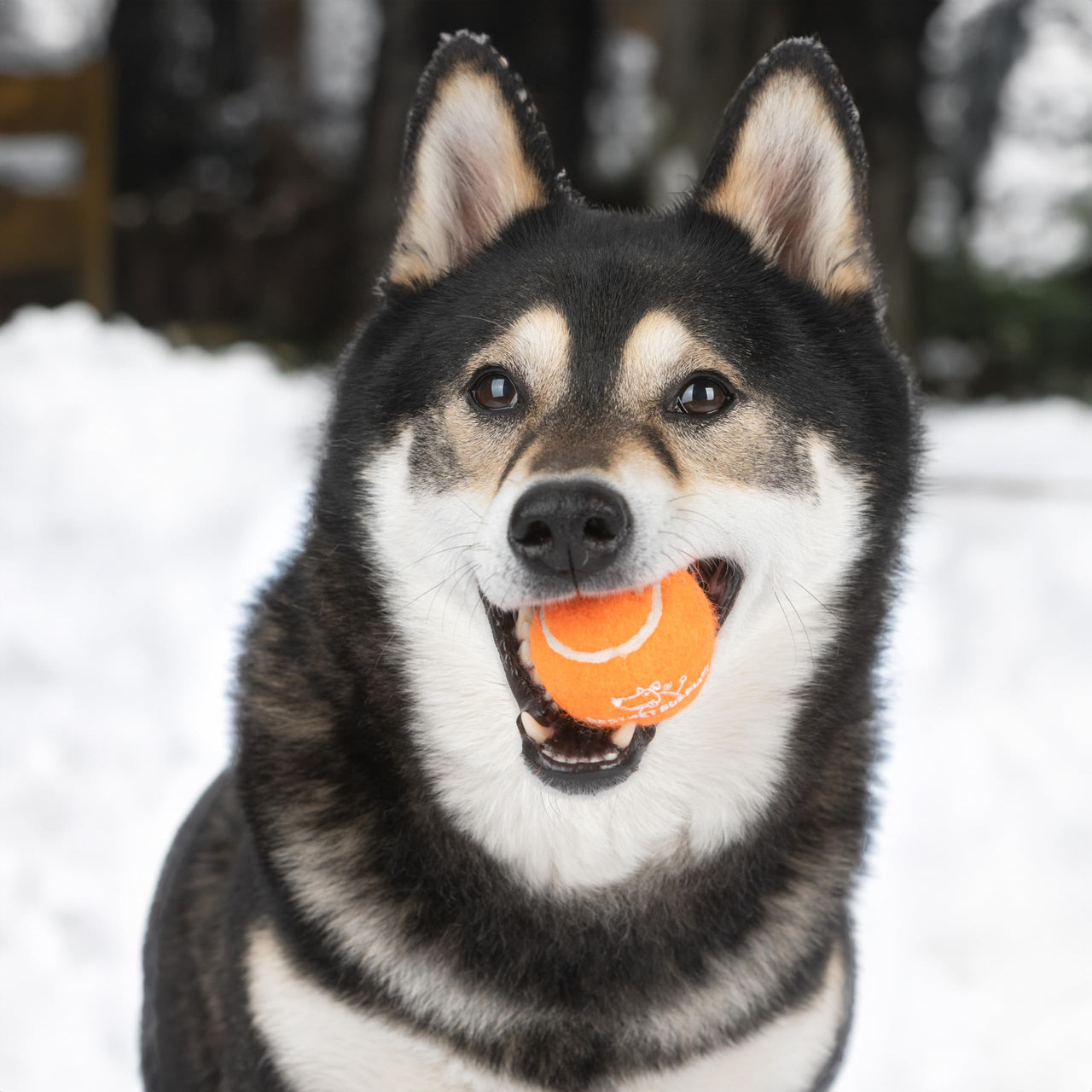 Best Pet Supplies Squeaky Tennis Balls for Dogs, 4-Pack, Heavy-Duty Interactive Pet Toys for Throwing and Fetching, Supports Exercise and Natural Behavior Training, Durable - Large